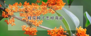 桂花种子怎样育苗,第1图