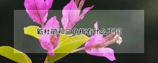 簕杜鹃和三角梅有什么不同,第1图