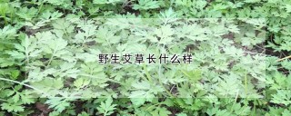 野生艾草长什么样,第1图