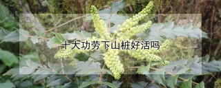 十大功劳下山桩好活吗,第1图