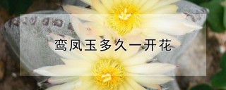 鸾凤玉多久一开花,第1图