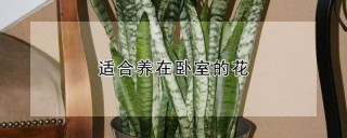 适合养在卧室的花,第1图