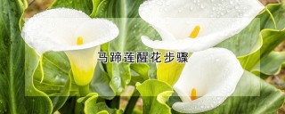 马蹄莲醒花步骤,第1图