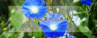 牵牛花是什么香味,第1图