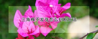 三角梅不发芽怎么判断死活,第1图