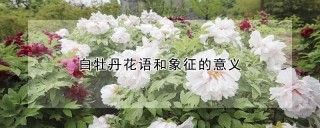 白牡丹花语和象征的意义,第1图