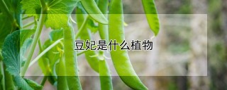 豆妃是什么植物,第1图