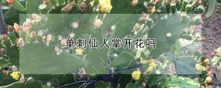 单刺仙人掌开花吗,第1图