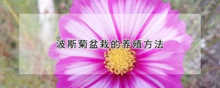 波斯菊盆栽的养殖方法,第1图