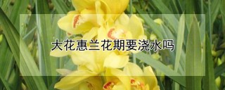 大花惠兰花期要浇水吗,第1图