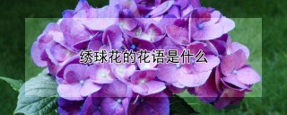 绣球花的花语是什么,第1图