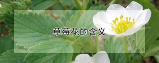 草莓花的含义,第1图