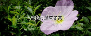 盆栽月见草多高,第1图