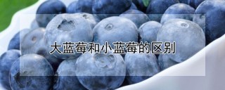 大蓝莓和小蓝莓的区别,第1图