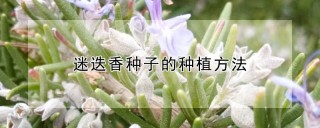 迷迭香种子的种植方法,第1图