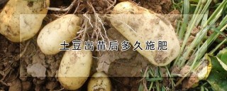 土豆出苗后多久施肥,第1图