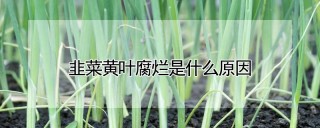 韭菜黄叶腐烂是什么原因,第1图