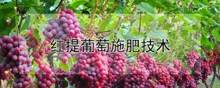 红提葡萄施肥技术,第1图