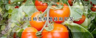 西红柿怎样整枝和打叉,第1图