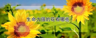 生命力强的花有哪些,第1图