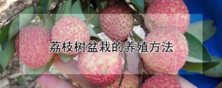 荔枝树盆栽的养殖方法,第1图