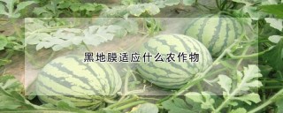 黑地膜适应什么农作物,第1图