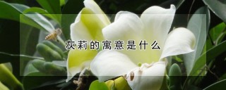 灰莉的寓意是什么,第1图