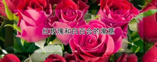 红玫瑰和白百合的寓意,第1图