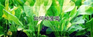 如何种菠菜,第1图