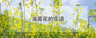 油菜花的花语,第1图