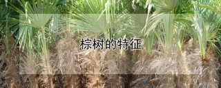 棕树的特征,第1图