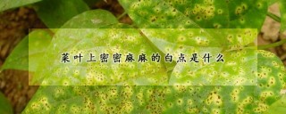 菜叶上密密麻麻的白点是什么,第1图