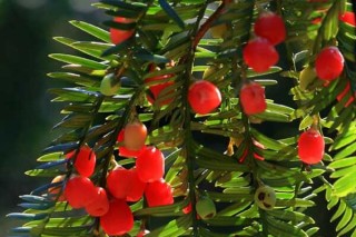 红豆杉几月份开花结果，春花秋熟（在春季开花秋季结果）,第2图