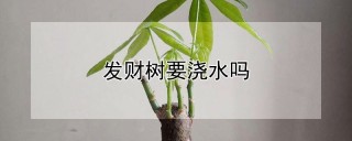 发财树要浇水吗,第1图