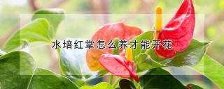 水培红掌怎么养才能开花,第1图