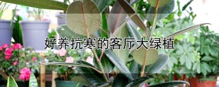 好养抗寒的客厅大绿植,第1图