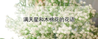 满天星和木棉花的花语,第1图