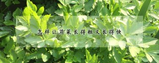 怎样让芹菜长得粗又长得快,第1图