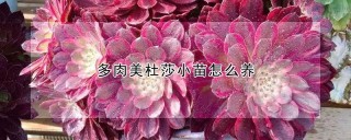 多肉美杜莎小苗怎么养,第1图