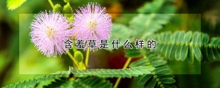 含羞草是什么样的,第1图