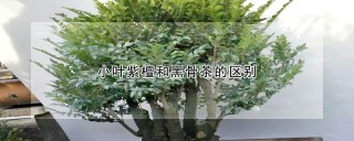 小叶紫檀和黑骨茶的区别,第1图