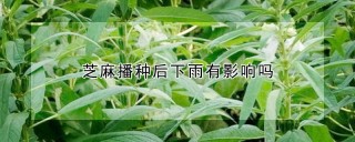 芝麻播种后下雨有影响吗,第1图