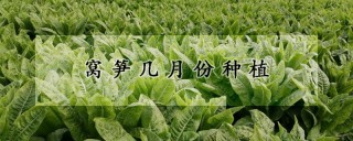 窝笋几月份种植,第1图