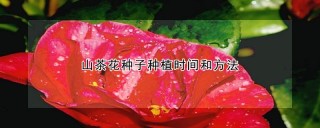 山茶花种子种植方法和时间,第1图