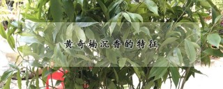 黄奇楠沉香的特征,第1图