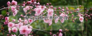 梅花花期的养护管理,第1图