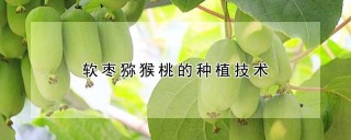 软枣猕猴桃的种植技术,第1图