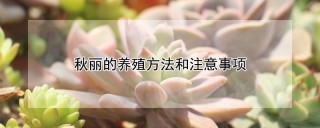 秋丽的养殖方法和注意事项,第1图