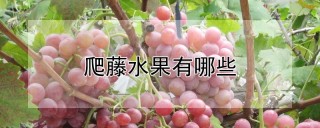 爬藤水果有哪些,第1图