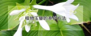 植物玉簪的养护方法,第1图